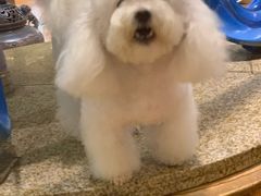 -more than meow吴止猫主题餐厅(承德 中船汇店)