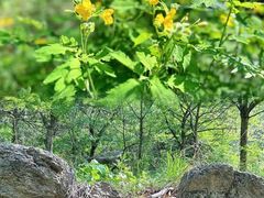 -大岭沟猕猴桃谷风景区
