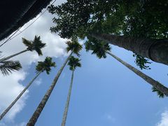 -海南槟榔谷黎苗文化旅游区