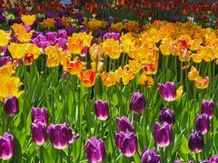 -长春公园(普阳街道)