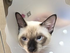 -北京观赏动物医院·24小时大型综合·猫专科·异宠专科