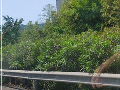 -肯德基(大桥北服务区东店)