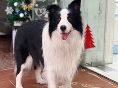 -翊宠yipet猫狗购宠庄园犬舍•猫舍