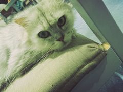 android_upload_pic-喵的天空名猫咖啡馆·撸猫·猫舍·用品