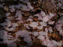-高东镇樱花园