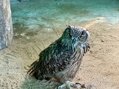 -西霞口神雕山野生动物世界