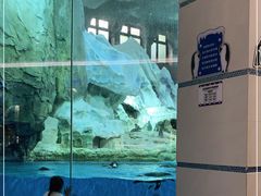 -帝企鹅自助餐厅•儿童岛•真企鹅(长隆企鹅酒店)