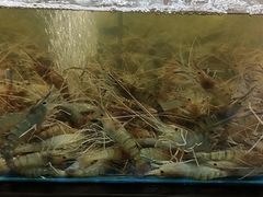 -7fresh七鲜(大族广场店)