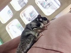 -藦茜花园宠物主题亲子互动体验馆(国顺东路店)