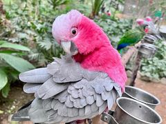 -南宫五洲植物乐园