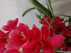 -小龙翻大江文化火锅(太古里店)