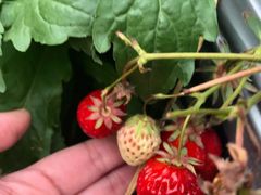 -前小桔亲子创意农场·草莓采摘·露营烧烤