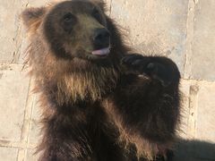 -西霞口神雕山野生动物世界
