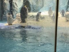 -帝企鹅自助餐厅•儿童岛•真企鹅(长隆企鹅酒店)