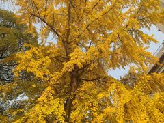 -四川大学(望江校区)