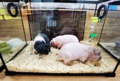 -Moni星球萌宠·小马宝莉·灵蛇·高端高阶全萌宠互动体验俱乐部(红豆国际广场店)
