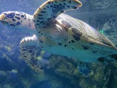 -太平洋海底世界