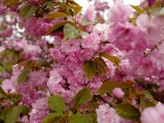 -莱阳濯村樱花园