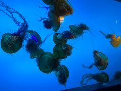 -太平洋海底世界