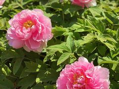 -莲花池公园