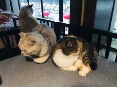 -more than meow吴止猫主题餐厅(承德 中船汇店)