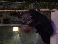 -清迈夜间动物园