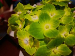 -富力丽思卡尔顿酒店·香荟全日制餐厅