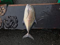 -仙本那小型鱼市