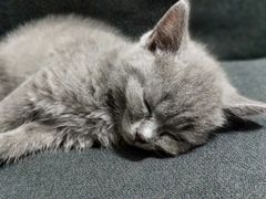 -瑞派康怡24h宠物医院·犬猫医疗中心·微创绝育(瑞景分院)