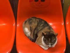 -猫咪博物馆(顶澳仔猫街店)