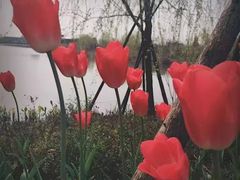 -杭州湾海上花田景区