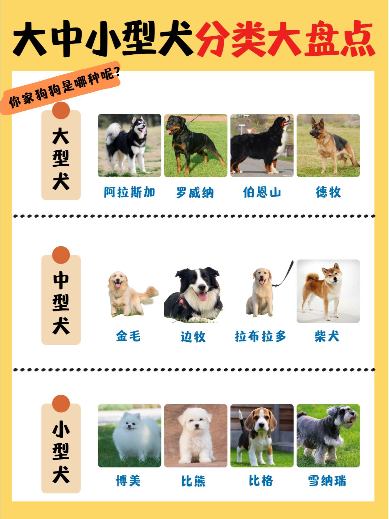 伯恩山犬体重图片