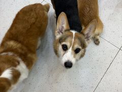 -南京宠物基地·宠物狗宠物猫售卖(南京店)