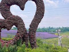 -紫颐香薰山谷景区