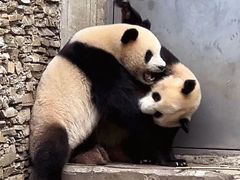 -卧龙中华大熊猫苑神树坪基地