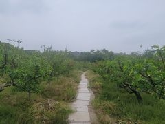 -南汇桃花村
