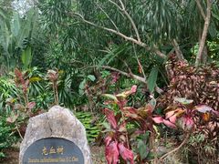 -中国科学院西双版纳热带植物园