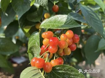 枝头坠着星星点点的红,像把晚霞揉碎了,凝成这晶莹的果