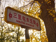 -三里屯东五街银杏大道