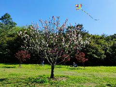 -上海共青森林公园