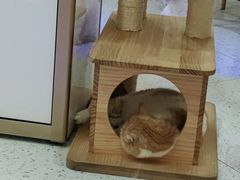-喵园·猫主题咖啡厅·撸猫·猫咖(国贸店)