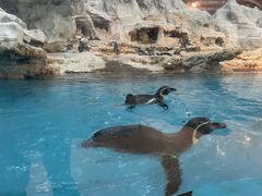 -帝企鹅自助餐厅•儿童岛•真企鹅(长隆企鹅酒店)