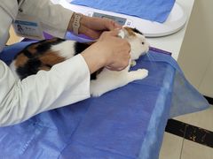 -美联众合动物医院·24h京西诊疗中心