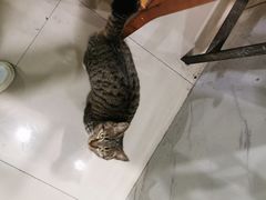 -小辫子羊肉面馆(周东店)