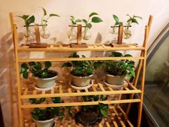 -Strawberry Butterfly草莓蝴蝶日式水果挞