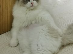 -猫和宫(六道口店)