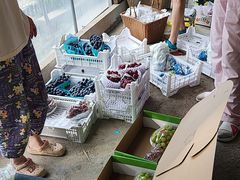 -马陆小张葡萄园农家乐