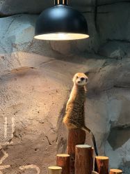 -Zoolung Zoolung动物主题公园(海信广场店)