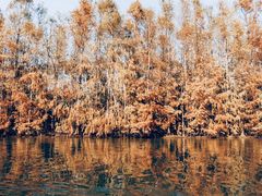 -上海海湾国家森林公园