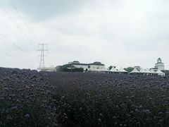 -紫颐香薰山谷景区